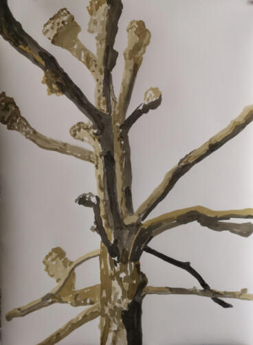 Baum beschnitten, Tusche auf Büttenpapier, 2021, 56x76 cm